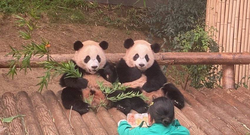 오바오한테 당근꽃 받은 루이바오🐼 | 인스티즈