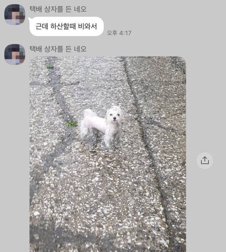 산책할땐 뽀송했던 강아지 | 인스티즈