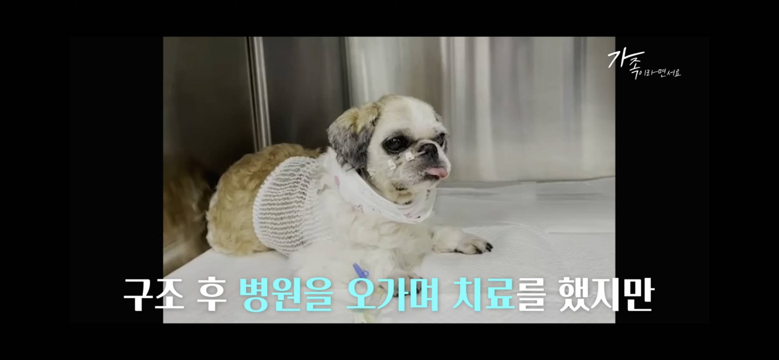 sns스타 택배견 경태를 기억해? 경태 경태희 진짜 근황 (눈물,분노 주의) | 인스티즈