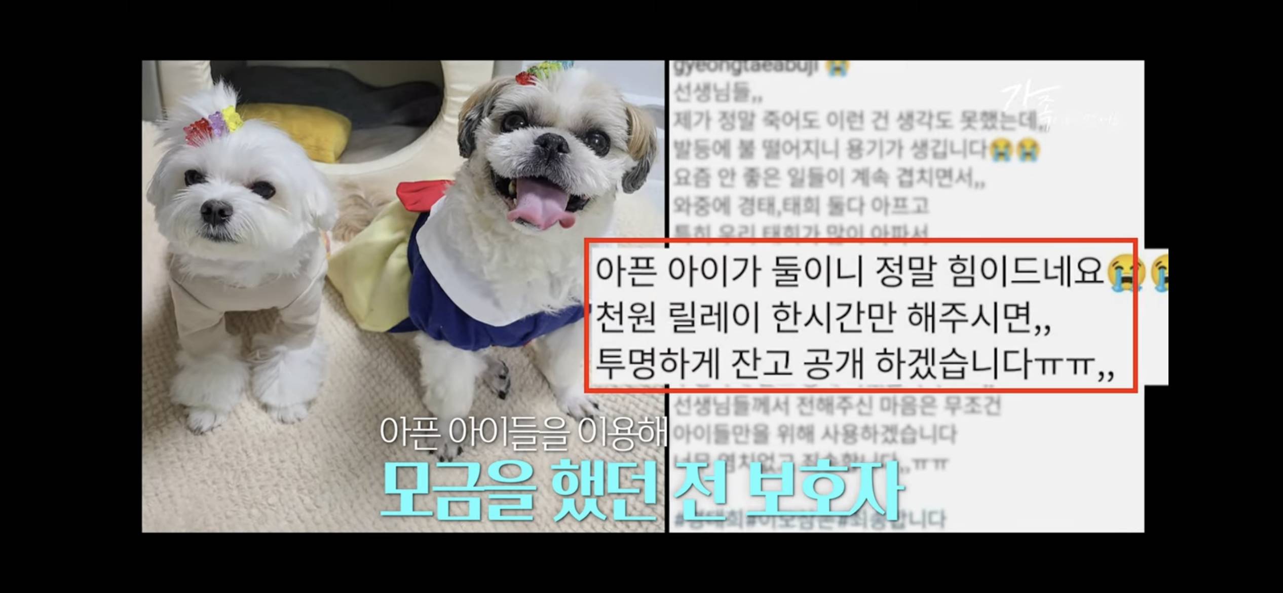 sns스타 택배견 경태를 기억해? 경태 경태희 진짜 근황 (눈물,분노 주의) | 인스티즈