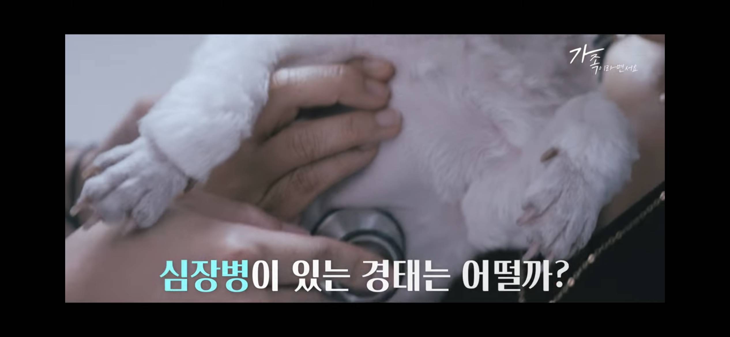 sns스타 택배견 경태를 기억해? 경태 경태희 진짜 근황 (눈물,분노 주의) | 인스티즈