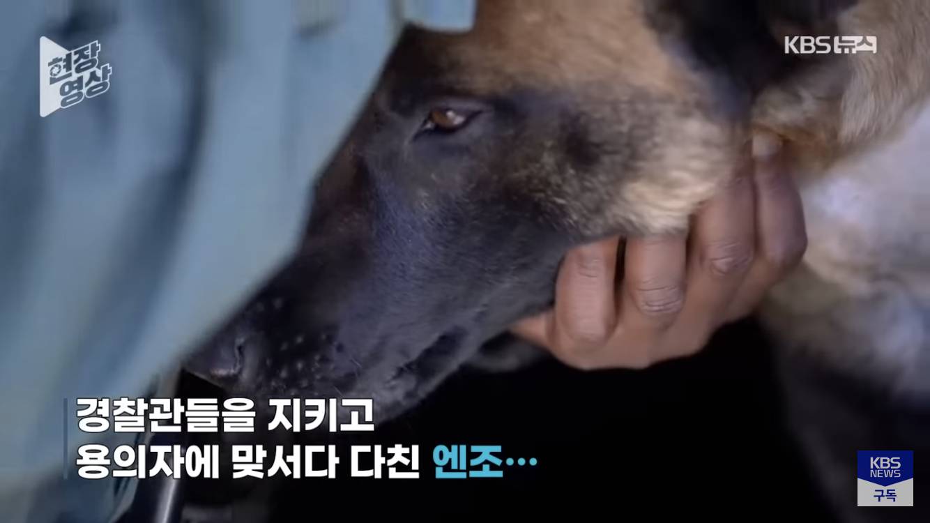경찰견을 살리기위해 도로를 통제하고 헬기부른 미국 | 인스티즈