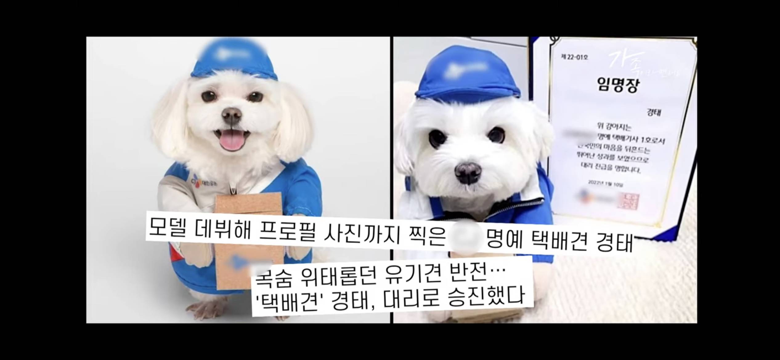 sns스타 택배견 경태를 기억해? 경태 경태희 진짜 근황 (눈물,분노 주의) | 인스티즈