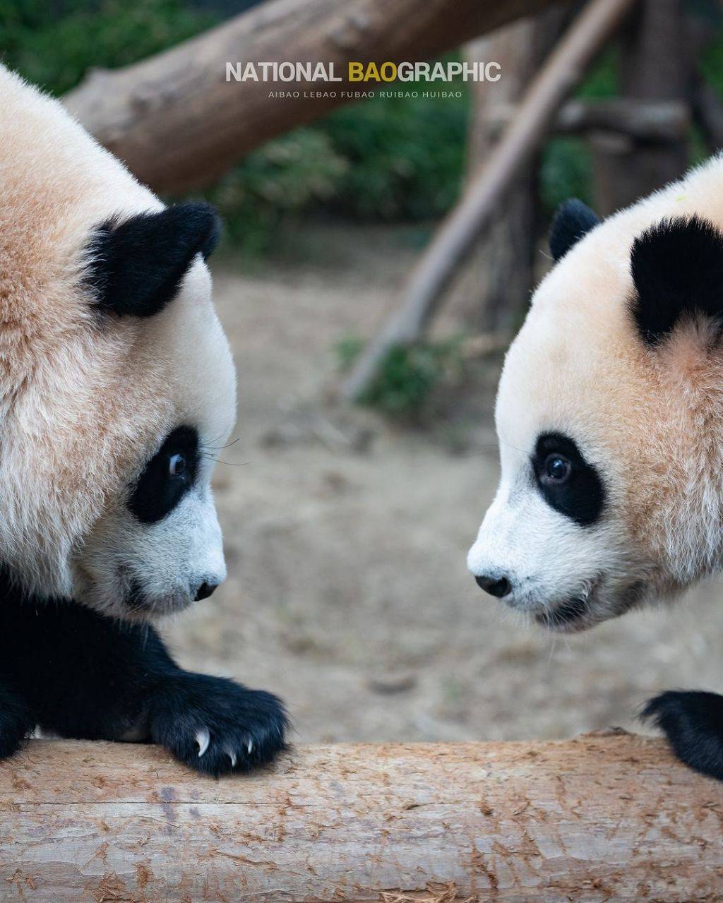 길바닥에 루이🐼 곰인형 흘리고 가신 분? | 인스티즈