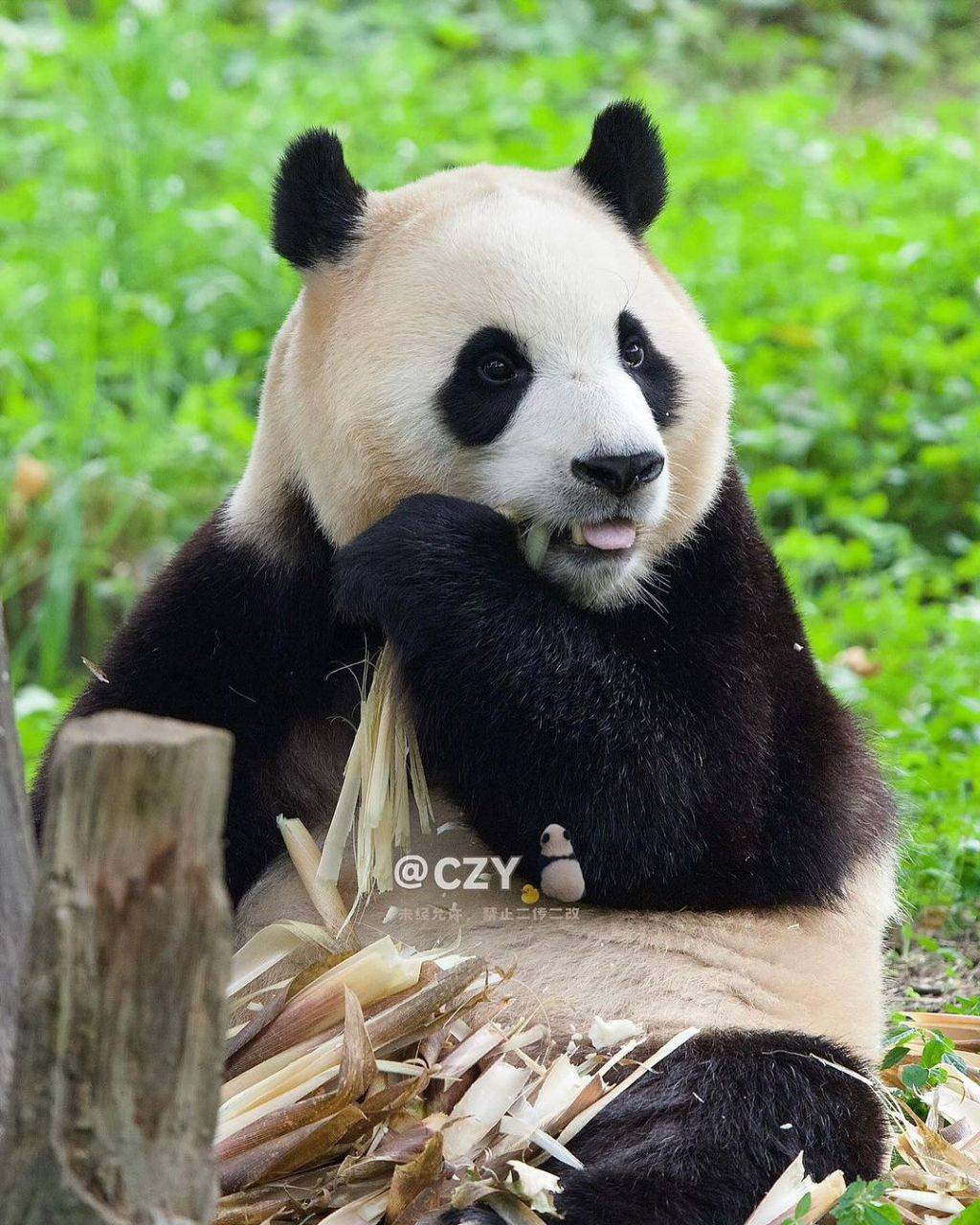 사랑에 빠질 수 밖에 없는 오늘자 푸바오🐼 | 인스티즈