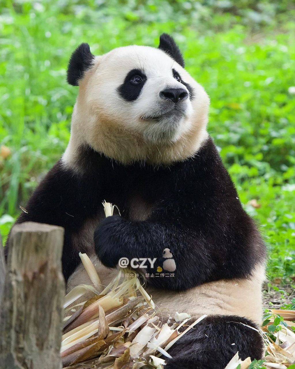 사랑에 빠질 수 밖에 없는 오늘자 푸바오🐼 | 인스티즈