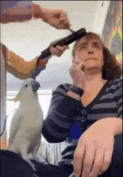 주인이 자기랑 똑같아져서 점점 신나는 앵무새.gif | 인스티즈