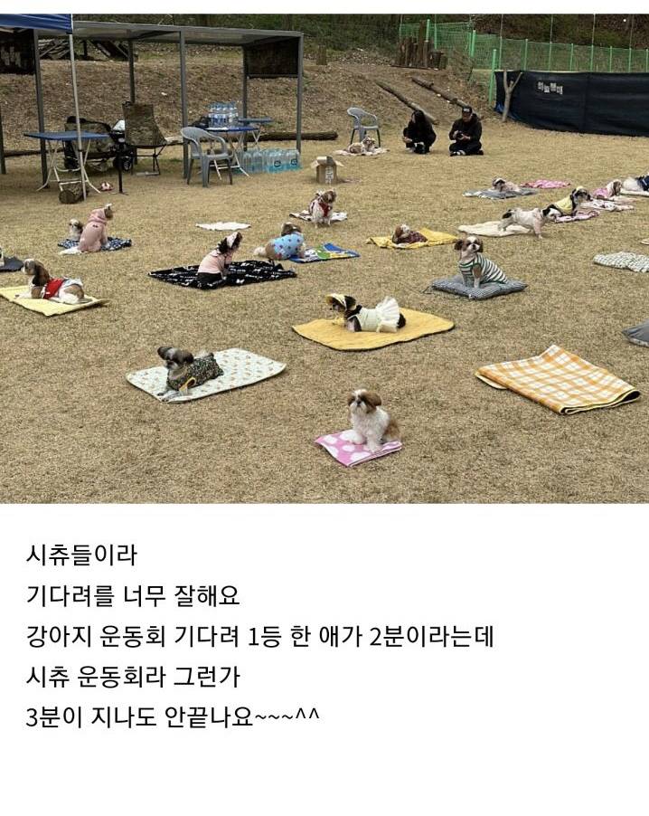 시츄 80마리가 모인 운동회 | 인스티즈