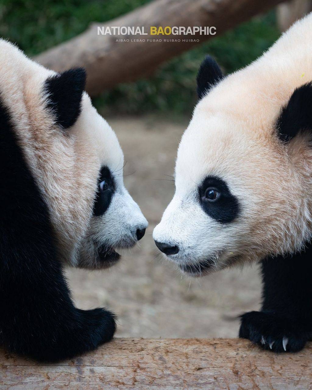 길바닥에 루이🐼 곰인형 흘리고 가신 분? | 인스티즈