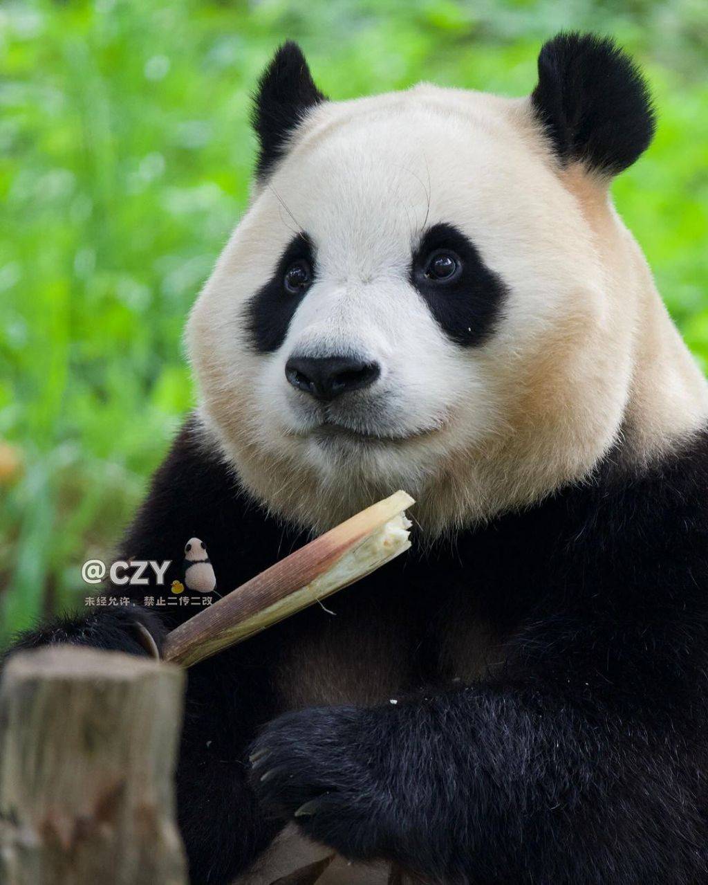 사랑에 빠질 수 밖에 없는 오늘자 푸바오🐼 | 인스티즈