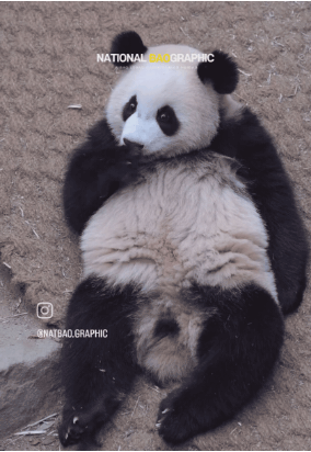 길바닥에 루이🐼 곰인형 흘리고 가신 분? | 인스티즈