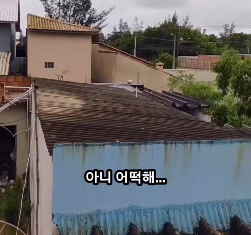 옥상에 머리만 남겨진 강아지...... | 인스티즈