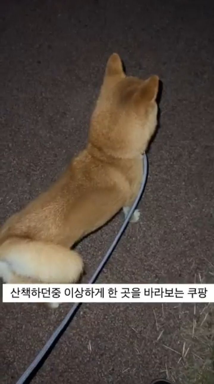 산책중에 자꾸 뒤돌아보는 강아지 | 인스티즈