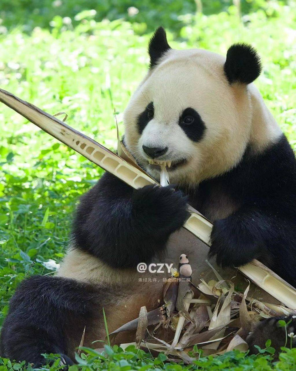 죽순 마이크들고 노래부르는 푸바오🐼.jpg | 인스티즈