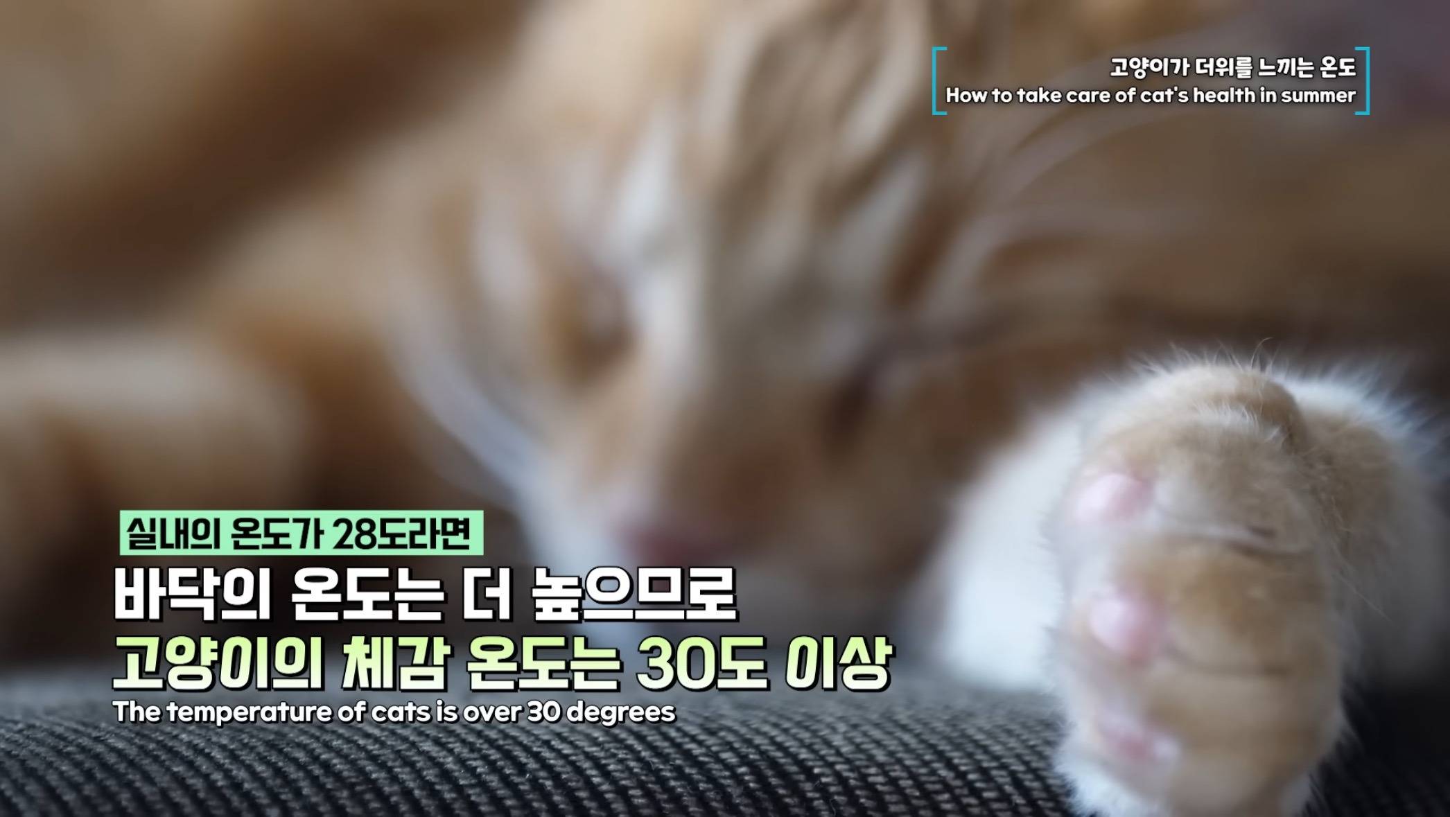고양이가 더위를 느끼는 온도 | 인스티즈
