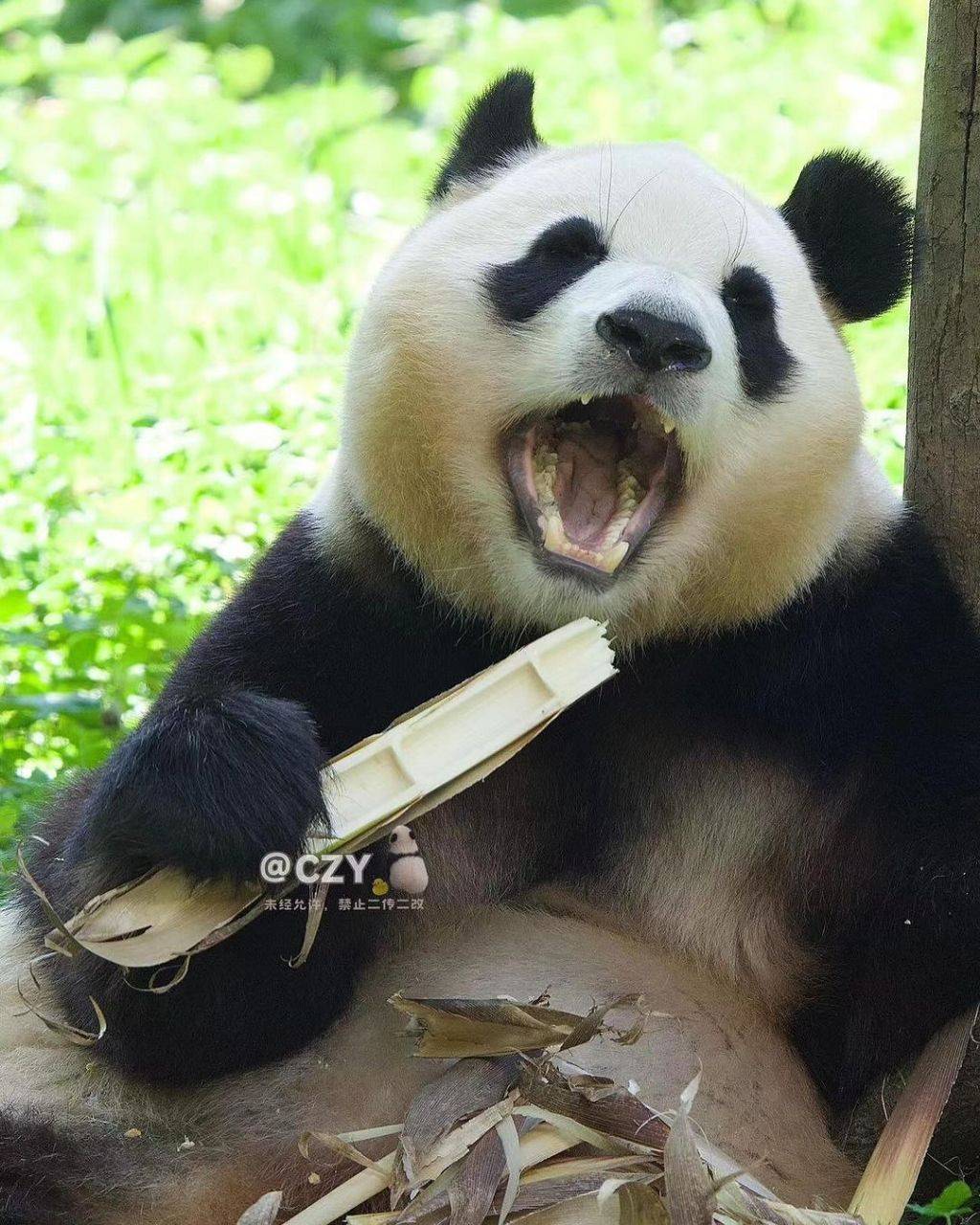 죽순 마이크들고 노래부르는 푸바오🐼.jpg | 인스티즈