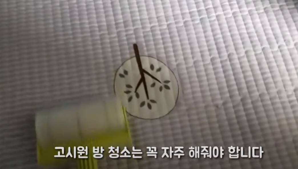 잔잔한 행복이 있는 40대 비혼 독신 여성 유튜브 '살다보면 ' | 인스티즈