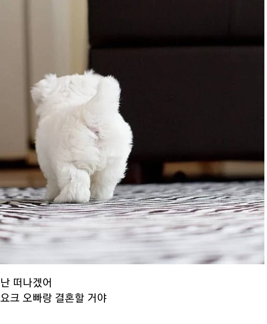 언니 나 사랑하는 개가 생겼어... 그 오빠랑 결혼하고 싶어 | 인스티즈