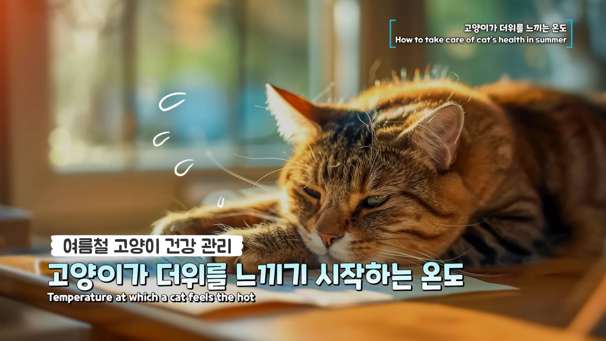 고양이가 더위를 느끼는 온도 | 인스티즈