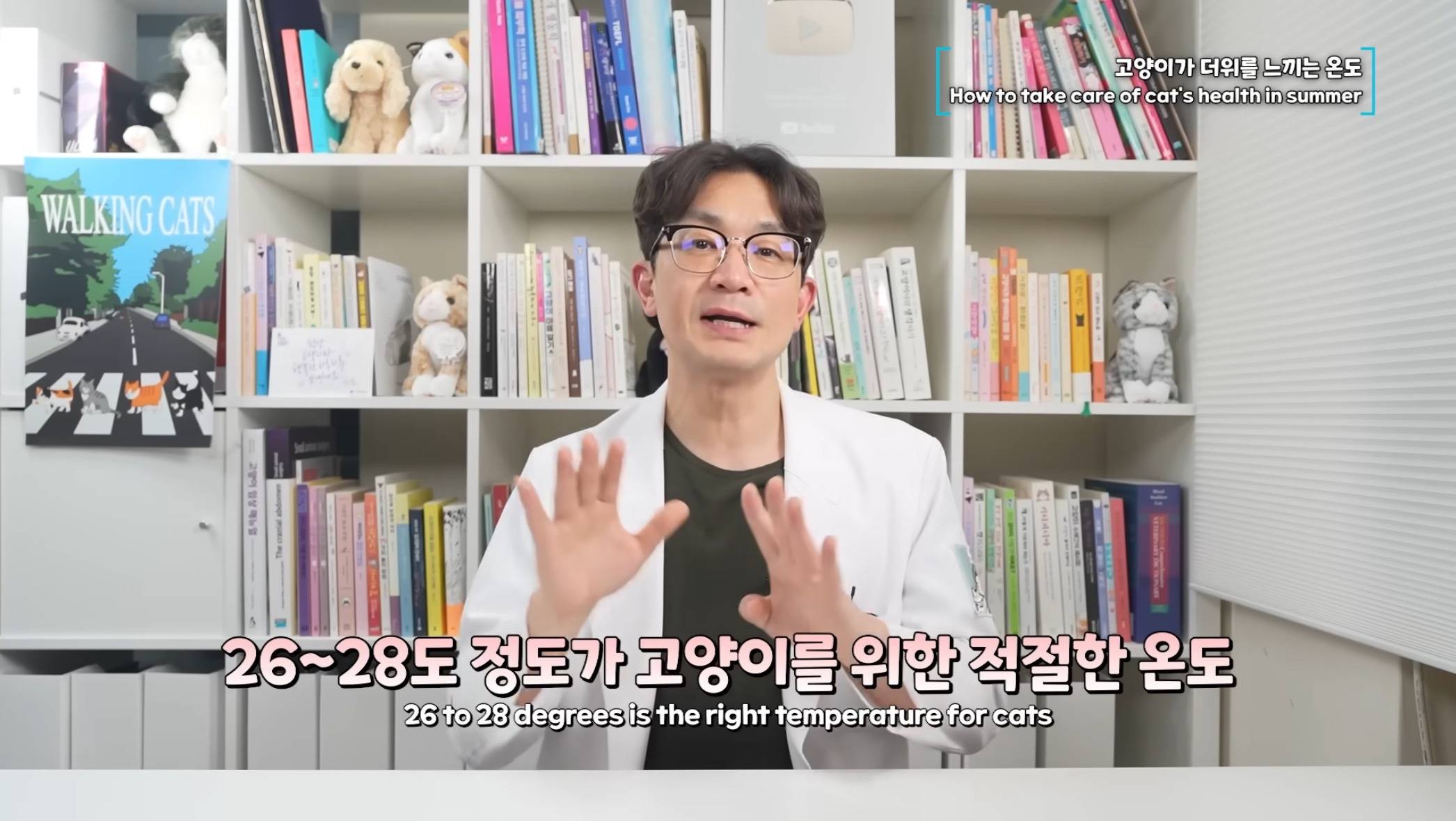 고양이가 더위를 느끼는 온도 | 인스티즈