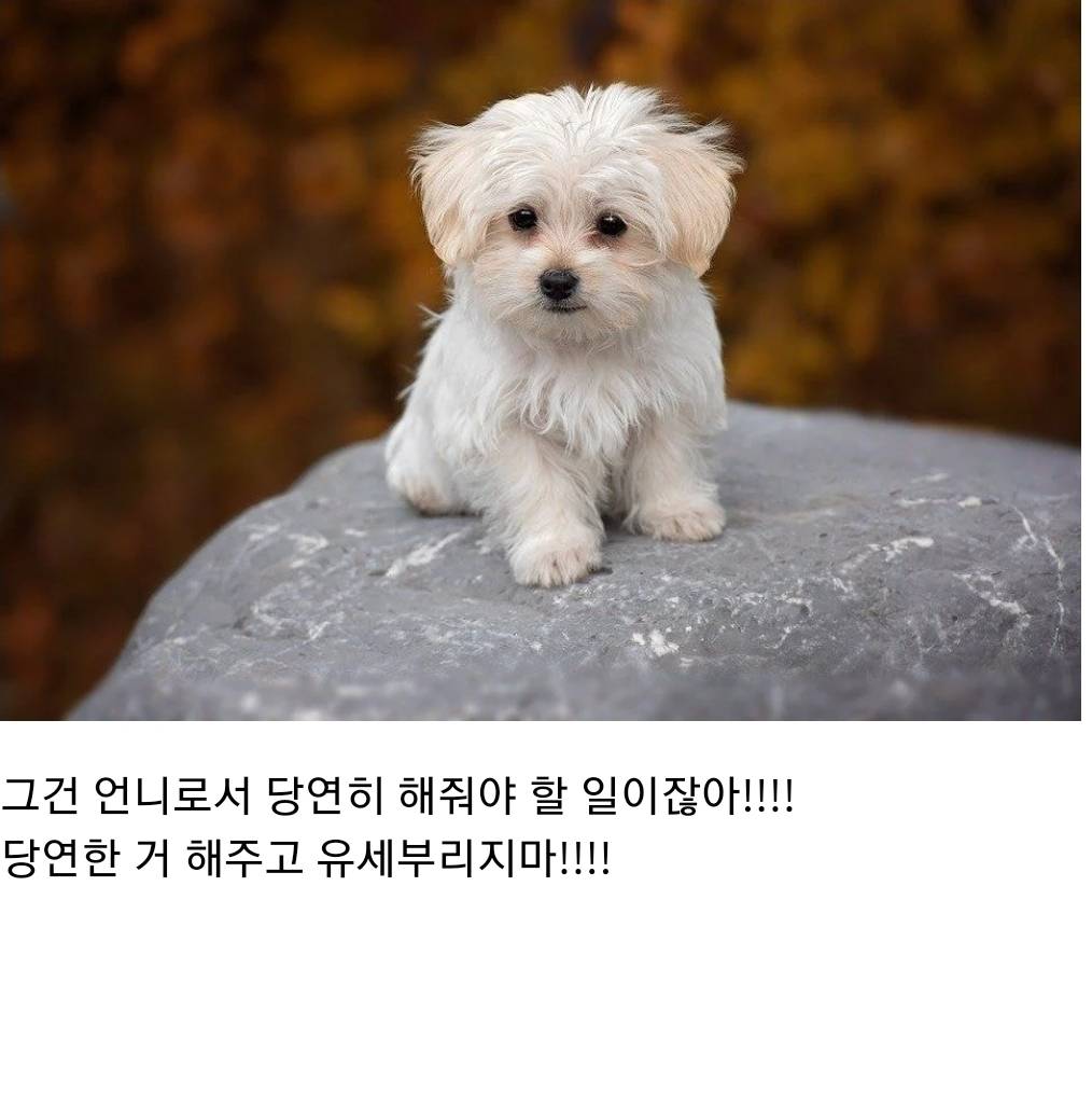 언니 나 사랑하는 개가 생겼어... 그 오빠랑 결혼하고 싶어 | 인스티즈