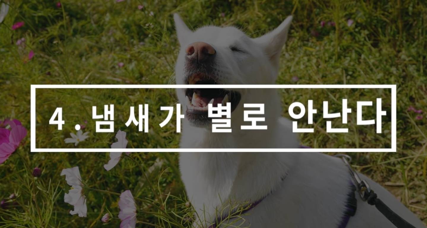 같이 살아본 사람들은 실내견으로 완벽하다고 평가하는 견종 진돗개 | 인스티즈