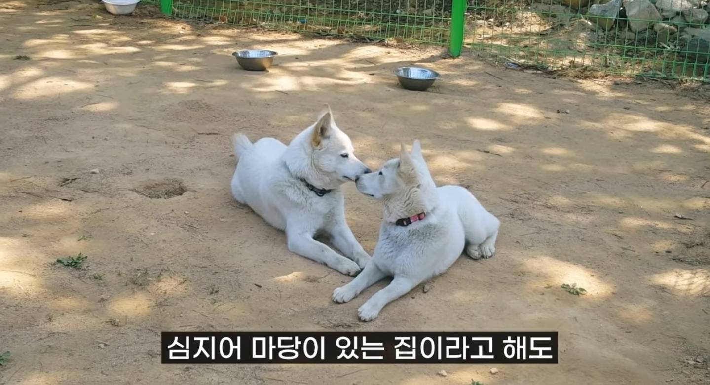 같이 살아본 사람들은 실내견으로 완벽하다고 평가하는 견종 진돗개 | 인스티즈