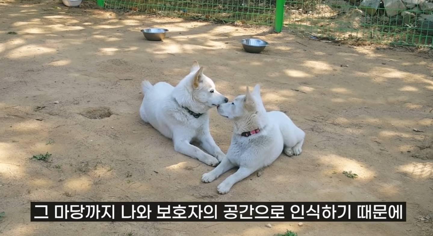 같이 살아본 사람들은 실내견으로 완벽하다고 평가하는 견종 진돗개 | 인스티즈