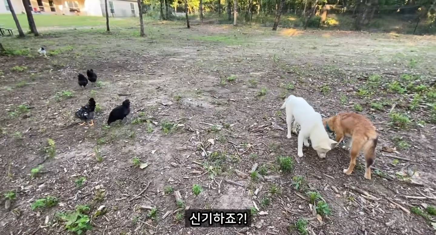 같이 살아본 사람들은 실내견으로 완벽하다고 평가하는 견종 진돗개 | 인스티즈