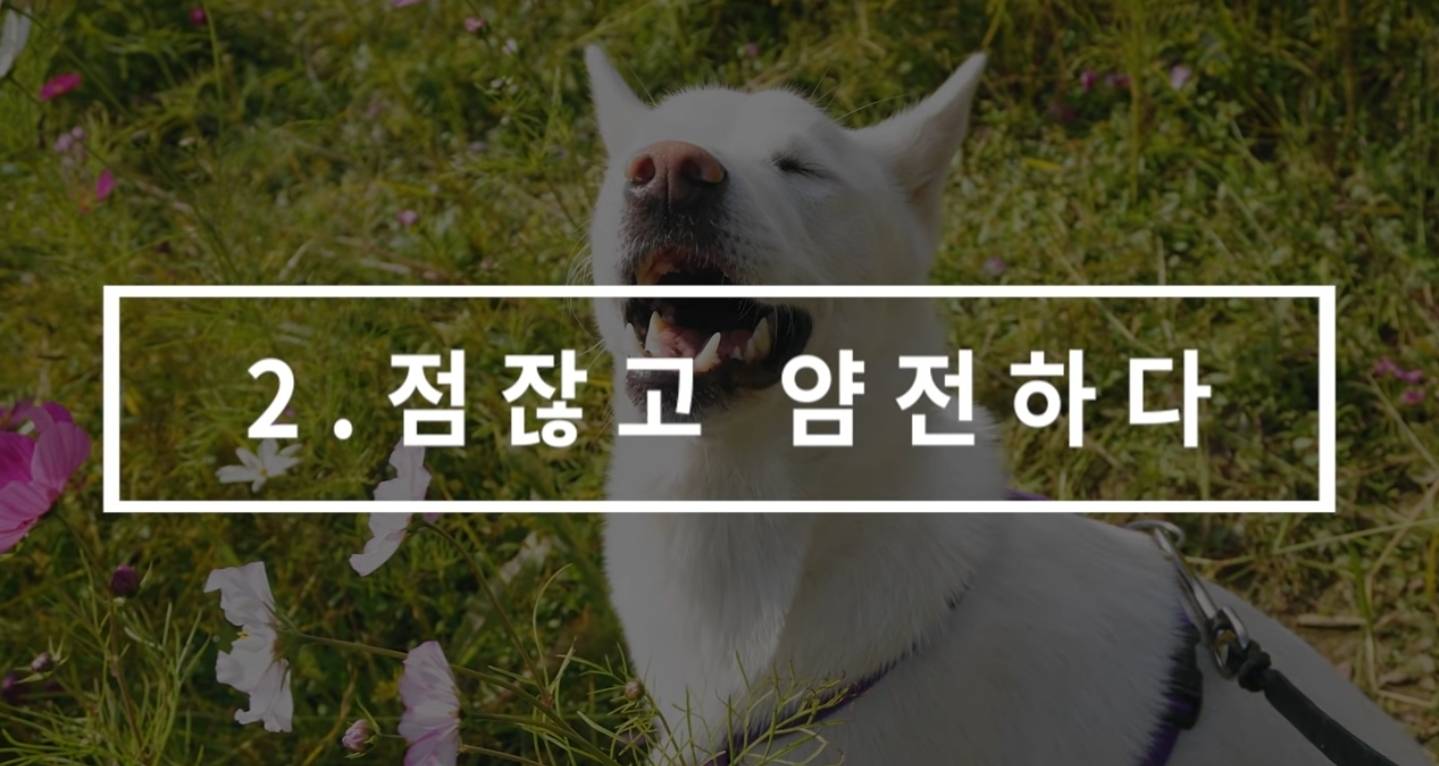 같이 살아본 사람들은 실내견으로 완벽하다고 평가하는 견종 진돗개 | 인스티즈