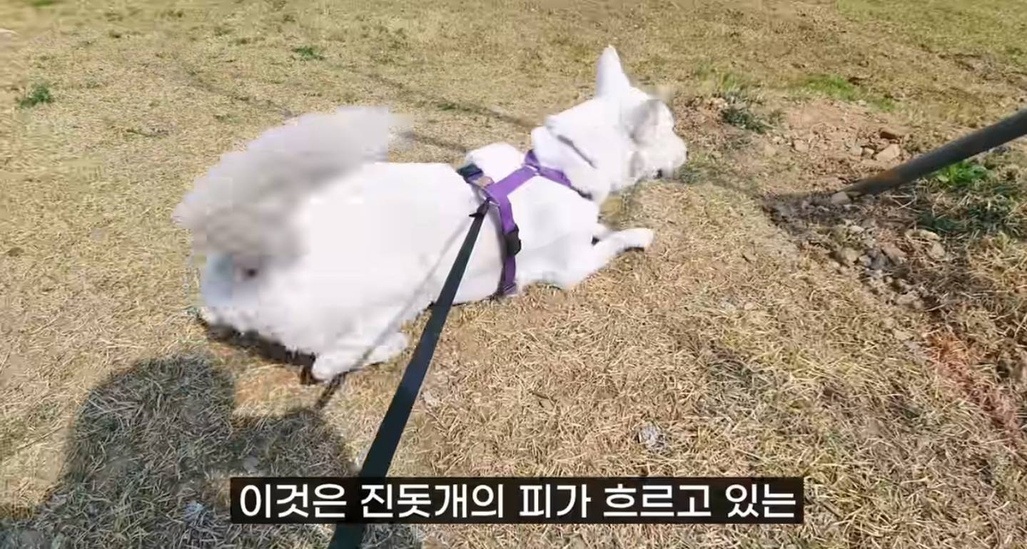 같이 살아본 사람들은 실내견으로 완벽하다고 평가하는 견종 진돗개 | 인스티즈