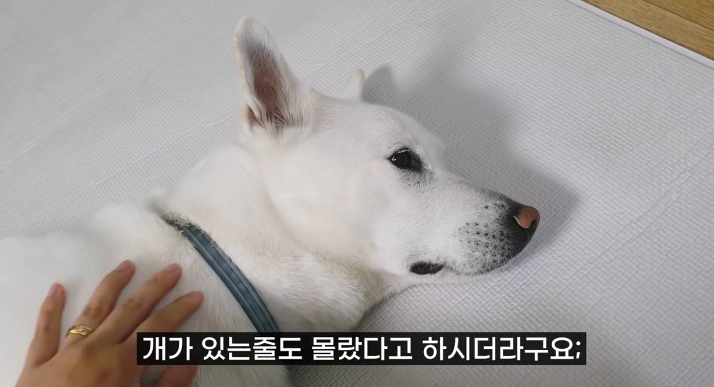 같이 살아본 사람들은 실내견으로 완벽하다고 평가하는 견종 진돗개 | 인스티즈