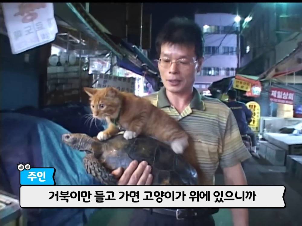 거북이 오너 고양이 | 인스티즈