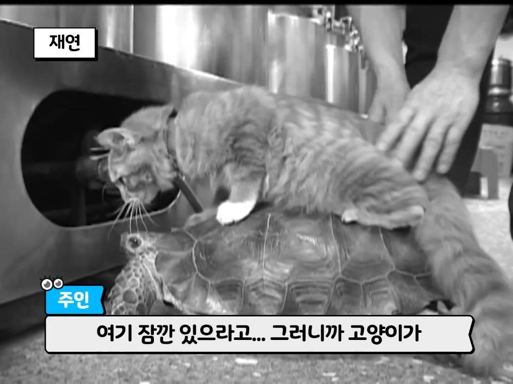 거북이 오너 고양이 | 인스티즈