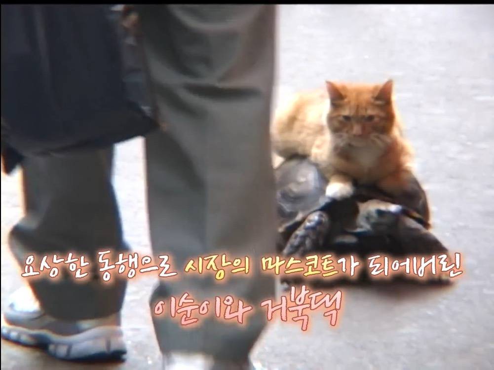 거북이 오너 고양이 | 인스티즈