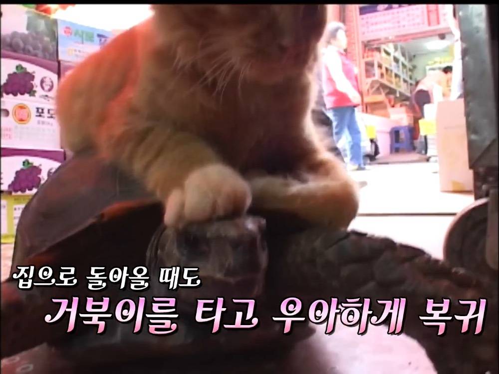 거북이 오너 고양이 | 인스티즈