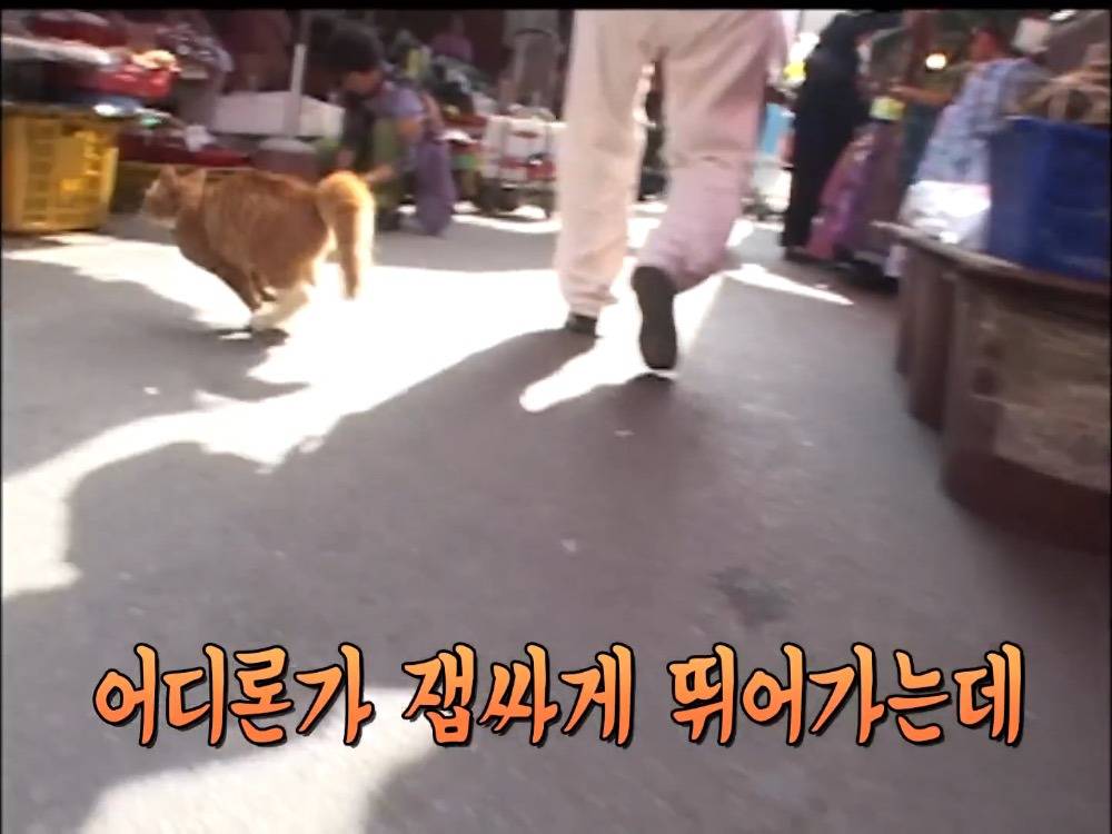 거북이 오너 고양이 | 인스티즈
