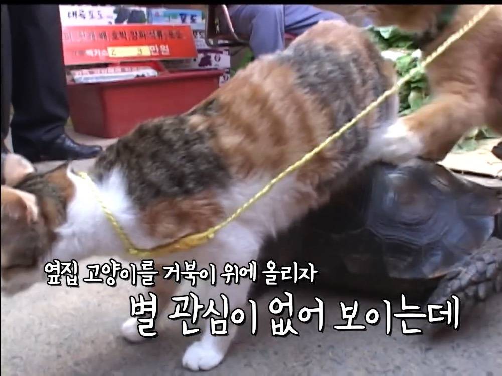 거북이 오너 고양이 | 인스티즈