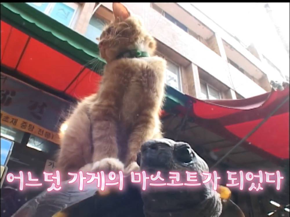 거북이 오너 고양이 | 인스티즈