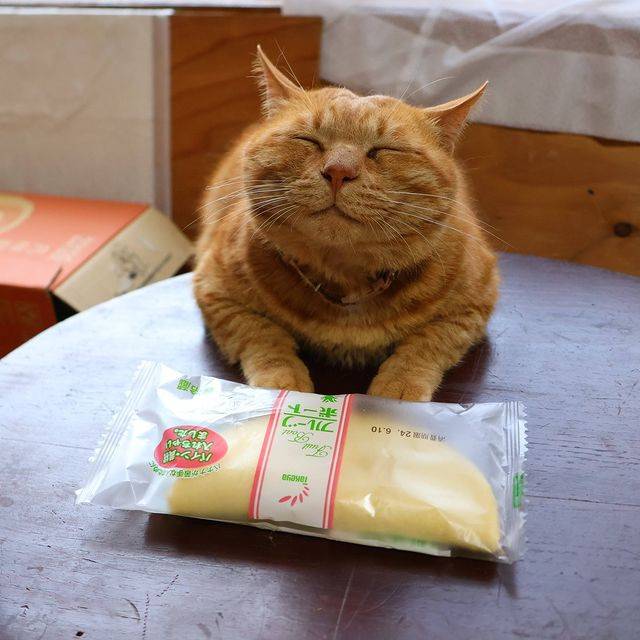 😺어서오세요 오전에만 운영하는 치즈냥 식당입니다~ | 인스티즈