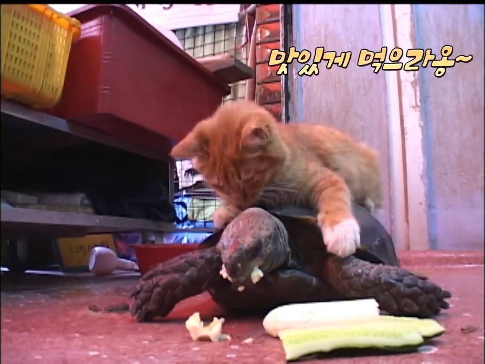 거북이 오너 고양이 | 인스티즈