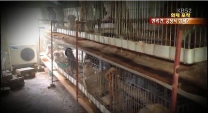 7년간 14번 출산...말티즈의 비참한 최후 | 인스티즈