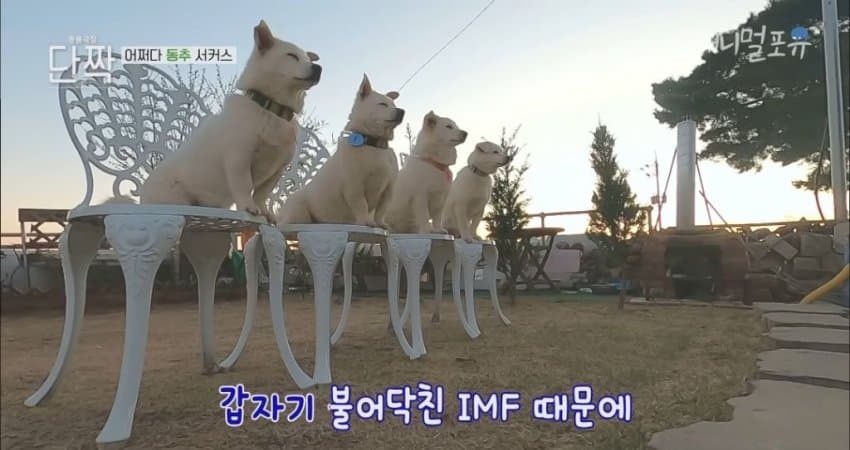 재밌게 사는 할아버지와 냥댕이들.jpgif | 인스티즈