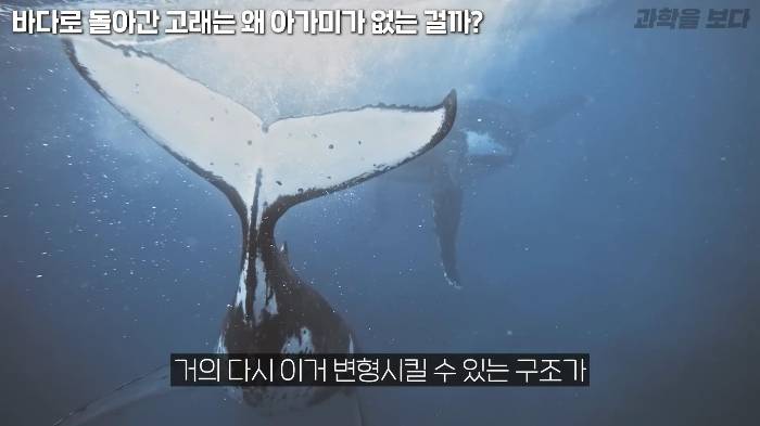 바다로 돌아간 고래는 왜 아가미를 만들지 못했는가 | 인스티즈