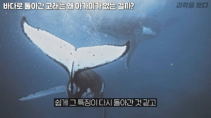 바다로 돌아간 고래는 왜 아가미를 만들지 못했는가 | 인스티즈