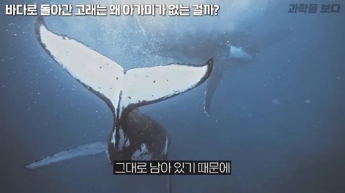 바다로 돌아간 고래는 왜 아가미를 만들지 못했는가 | 인스티즈