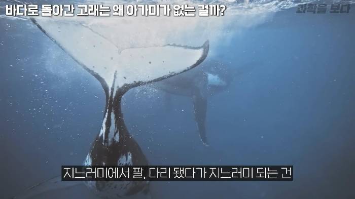 바다로 돌아간 고래는 왜 아가미를 만들지 못했는가 | 인스티즈