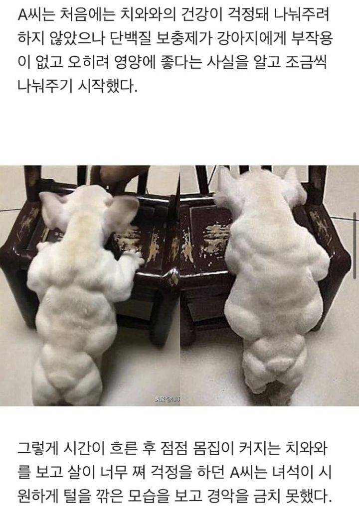 단백질 보충제에 중독되어버린 치와와 | 인스티즈