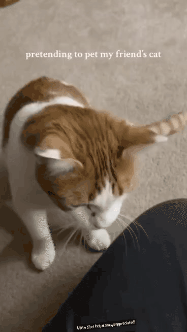고양이 쓰다듬는 척 하기.gif | 인스티즈