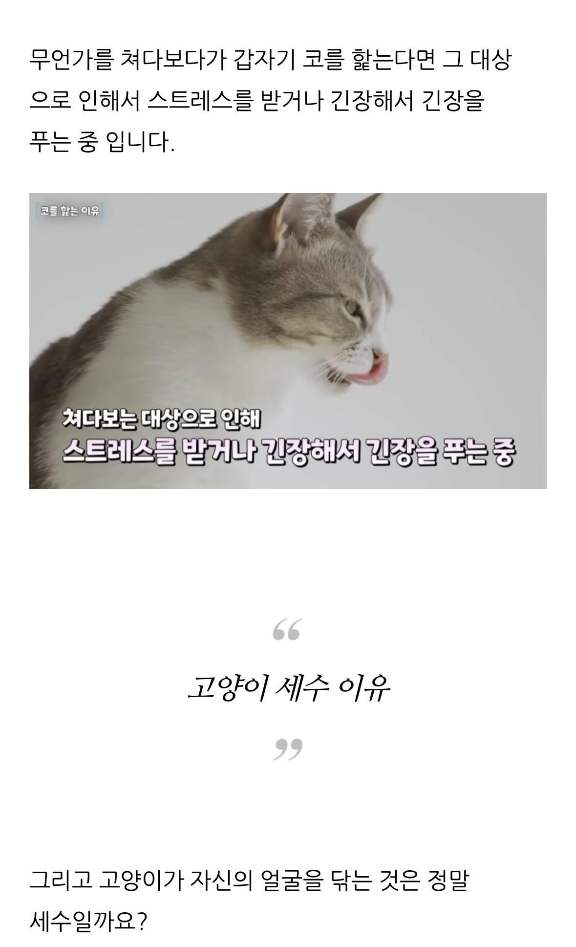 고양이 한숨과 혀 내밈 이유 | 인스티즈